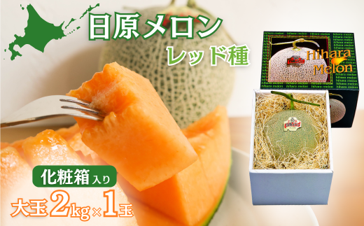 大玉「日原メロン（レッド種）」（2.0kg相当×1玉 北海道産）カラー化粧箱入り　D019