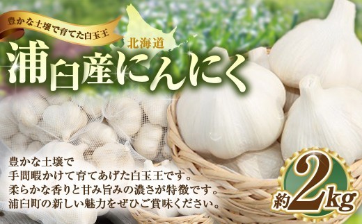 浦臼産 にんにく 約2kg  ニンニク 薬味 ガーリック 野菜 国産 北海道 浦臼町 【2026年9月上旬～2026年12月中旬発送予定】