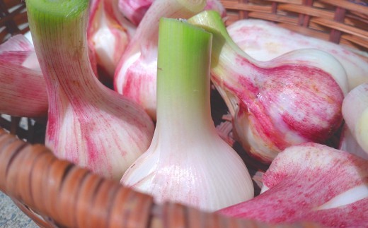北海道産 在来種 ピンクにんにく 約1kg ニンニク ガーリック にんにく 大蒜 薬味 浦臼町 北海道【2026年9月上旬~12月上旬頃発送予定】