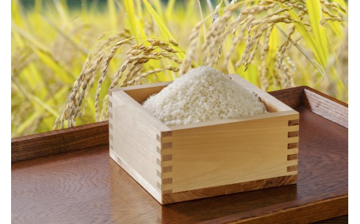 【6回定期便】 ＜令和8年産＞浦臼産 ゆめぴりか 精白米 10kg（5kg×2袋）米 お米 ブランド米 定期 北海道産 北海道 浦臼町 【2026年10月下旬より順次発送】