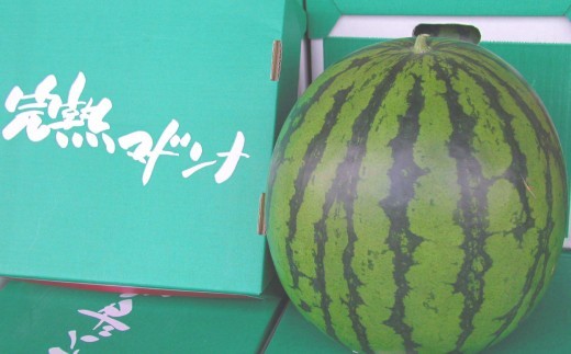 マドンナスイカ  1玉　（2～3Lサイズ） くだもの 果物 果実 フルーツ 西瓜 すいか スイカ 季節のフルーツ 旬のフルーツ 旬 甘い マドンナ 北海道 浦臼町 【2027年7月上旬～7月下旬発送予