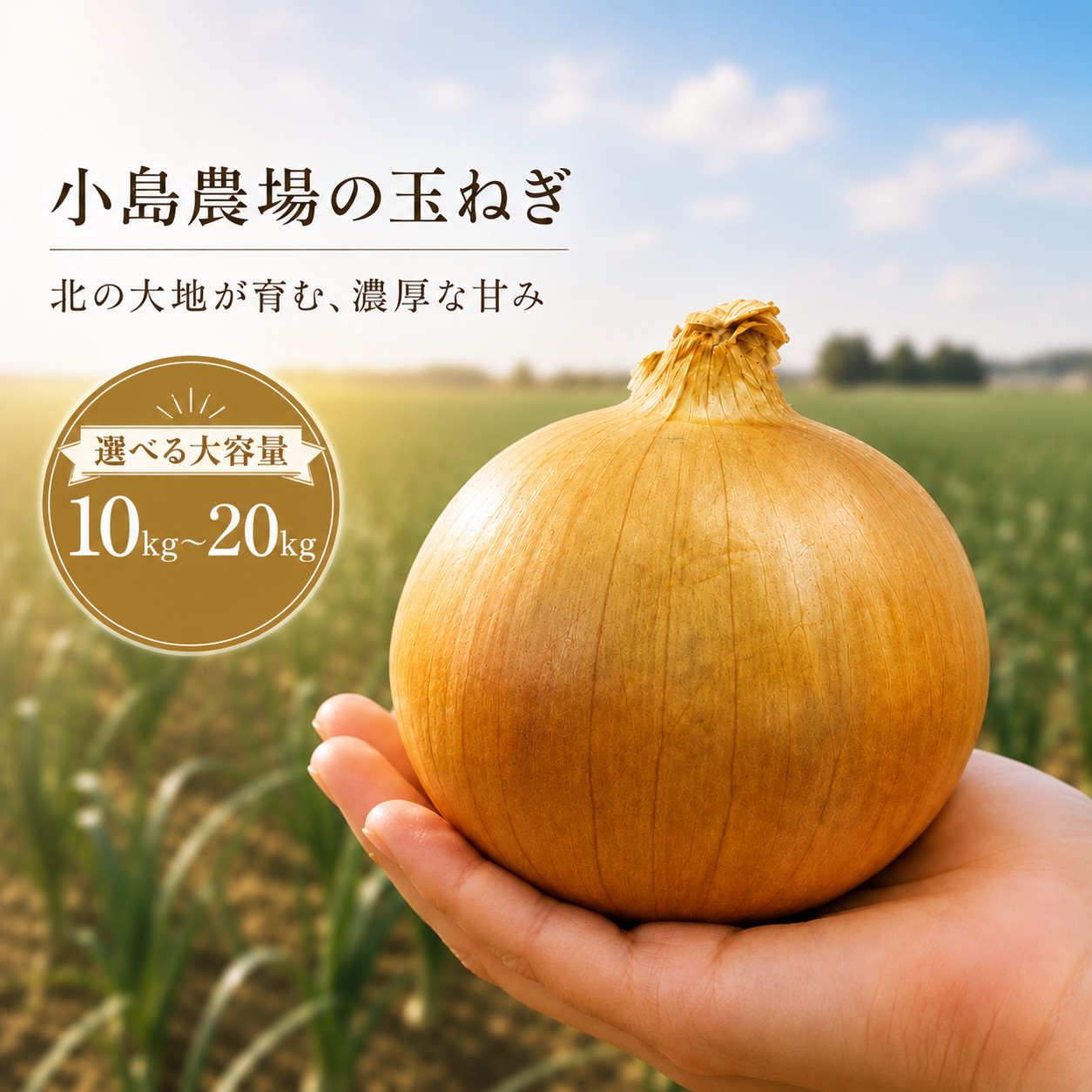 【2026年11月上旬以降発送】小島農場の玉ねぎ 美幌産たまねぎ 10kg～20kg 令和8年度産