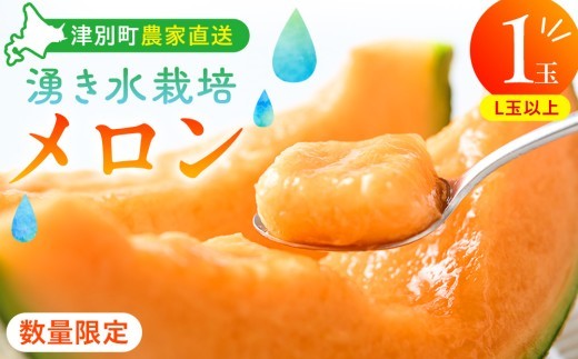 【R8年収穫分】【数量限定】さのさん家のメロン（L玉以上）１玉 湧き水栽培 さの農場 | 北海道津別町