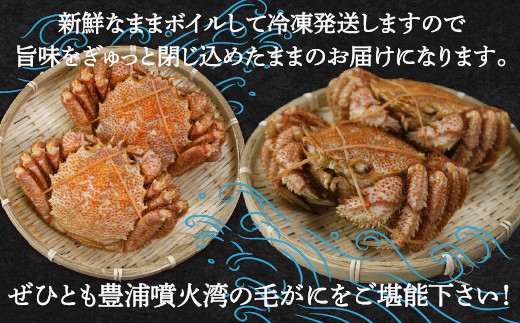 【令和8年度発送先行予約】【地元現役漁師が厳選！！】ボイル・毛ガニ2尾 （1尾450g前後） 北海道 豊浦 噴火湾