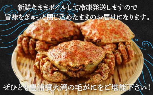 【令和7年度発送先行予約】【地元現役漁師が厳選！！】ボイル・毛ガニ3尾（1尾400～500g）北海道 豊浦 噴火湾