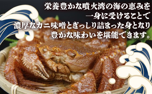 【令和8年度発送先行予約】【地元現役漁師が厳選】活毛ガニ 3尾 (1尾350g前後) 毛ガニ 冷蔵