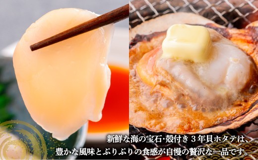【先行予約】北海道 豊浦町 殻付き 3年貝 活ホタテ 約5kg（20～25枚）（2026年1月より順次発送）