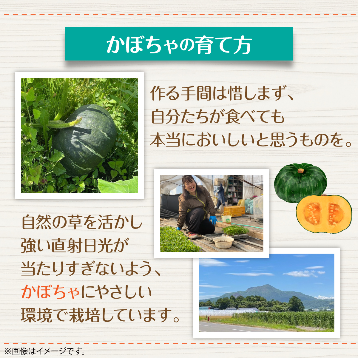 ＜2026年9月初旬よりお届け＞【農園直送】清水農園のかぼちゃ(甘旨）約10kg (4～6玉) SBTO013