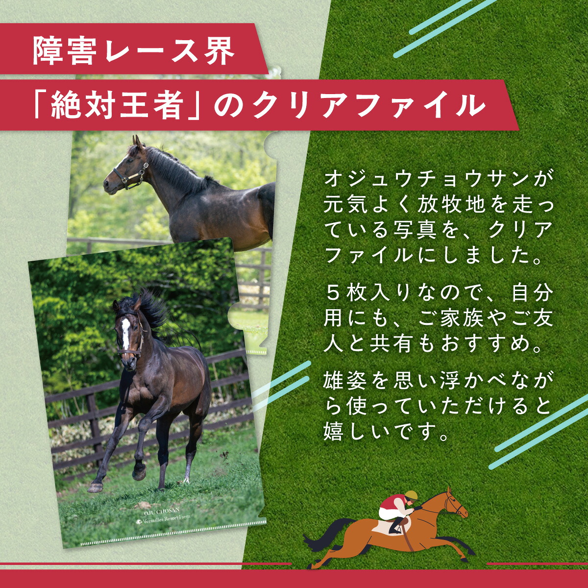 【オジュウチョウサン】クリアファイル（写真）5枚入り【ふるさと納税 人気 おすすめ  馬 競馬 競走馬 オジュウチョウサン グッズ 北海道 平取町 びらとり 】 BRTV019