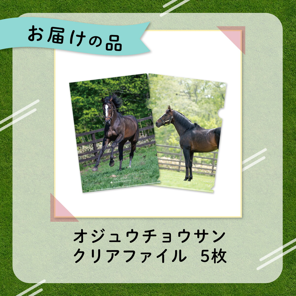 【オジュウチョウサン】クリアファイル（写真）5枚入り【ふるさと納税 人気 おすすめ  馬 競馬 競走馬 オジュウチョウサン グッズ 北海道 平取町 びらとり 】 BRTV019