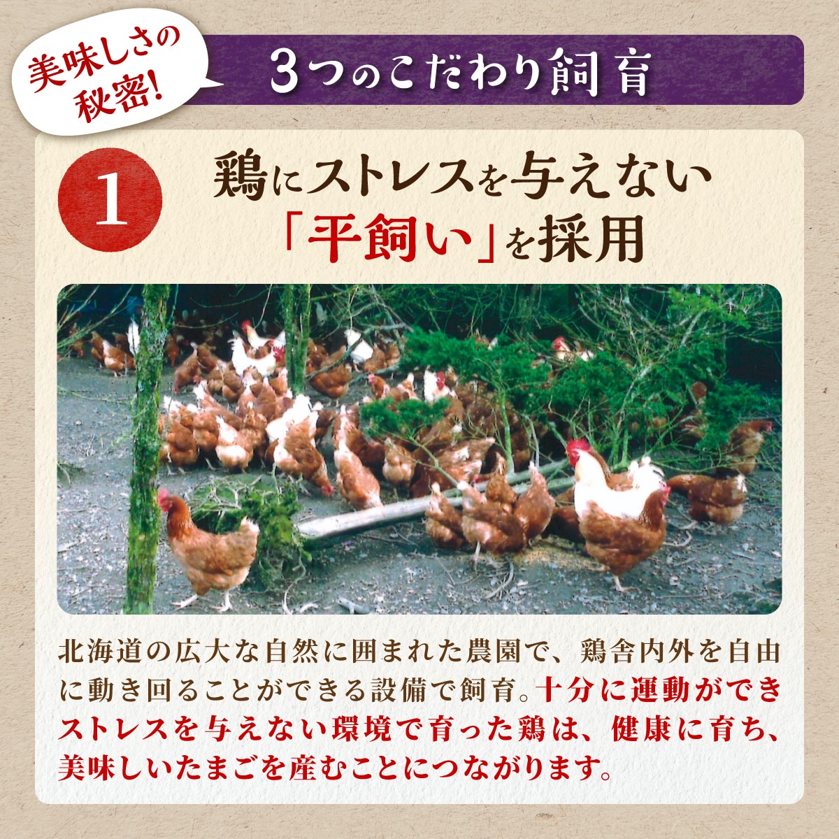 たかはしさんの新鮮たまご30個
