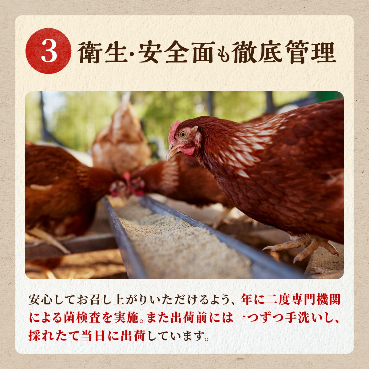 たかはしさんの新鮮たまご30個