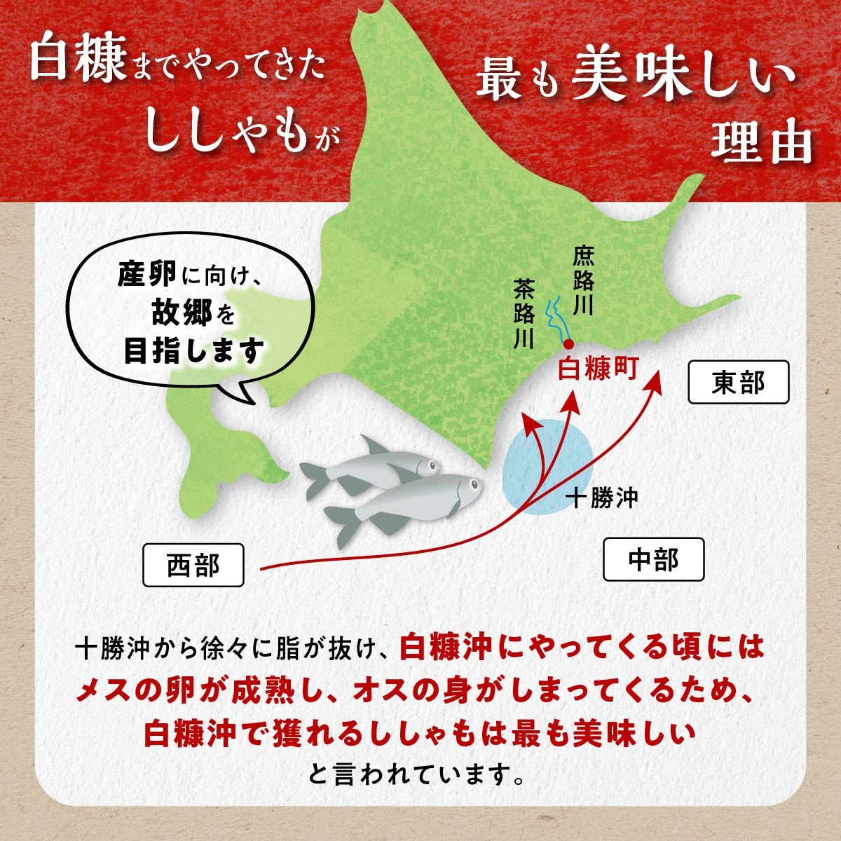 本ししゃも(オス) 20尾