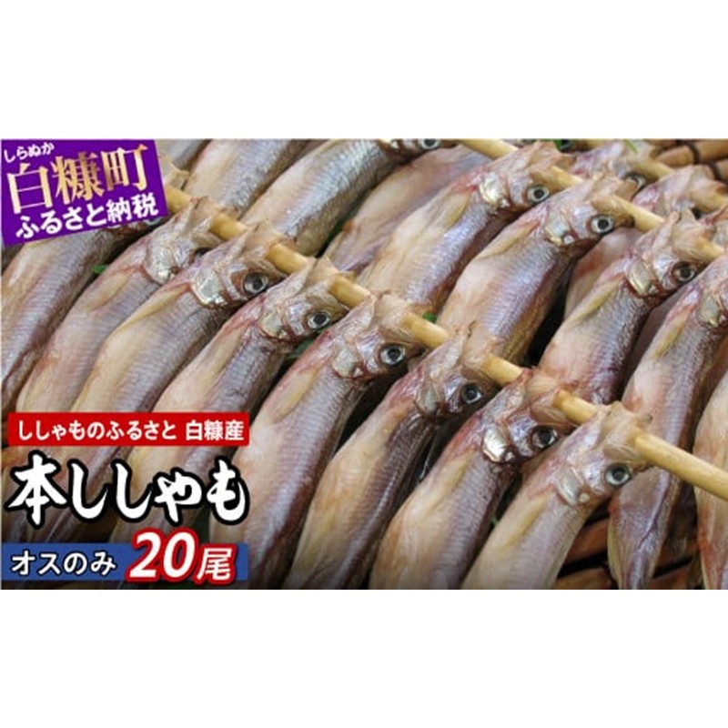 本ししゃも（オス）　20尾