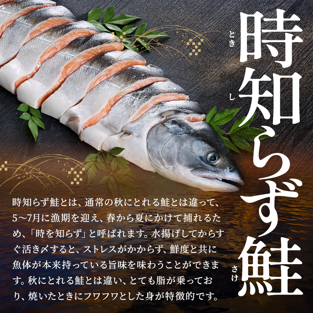 時知らず鮭 切り身 (中) (約 1kg ~2.6kg) 選べる 1~2セット 時知らず 北海道産 鮭 国産 半身 活き〆 人気 おすすめ 時鮭 スライス さけ サケ しゃけ 鮭 ときしらず