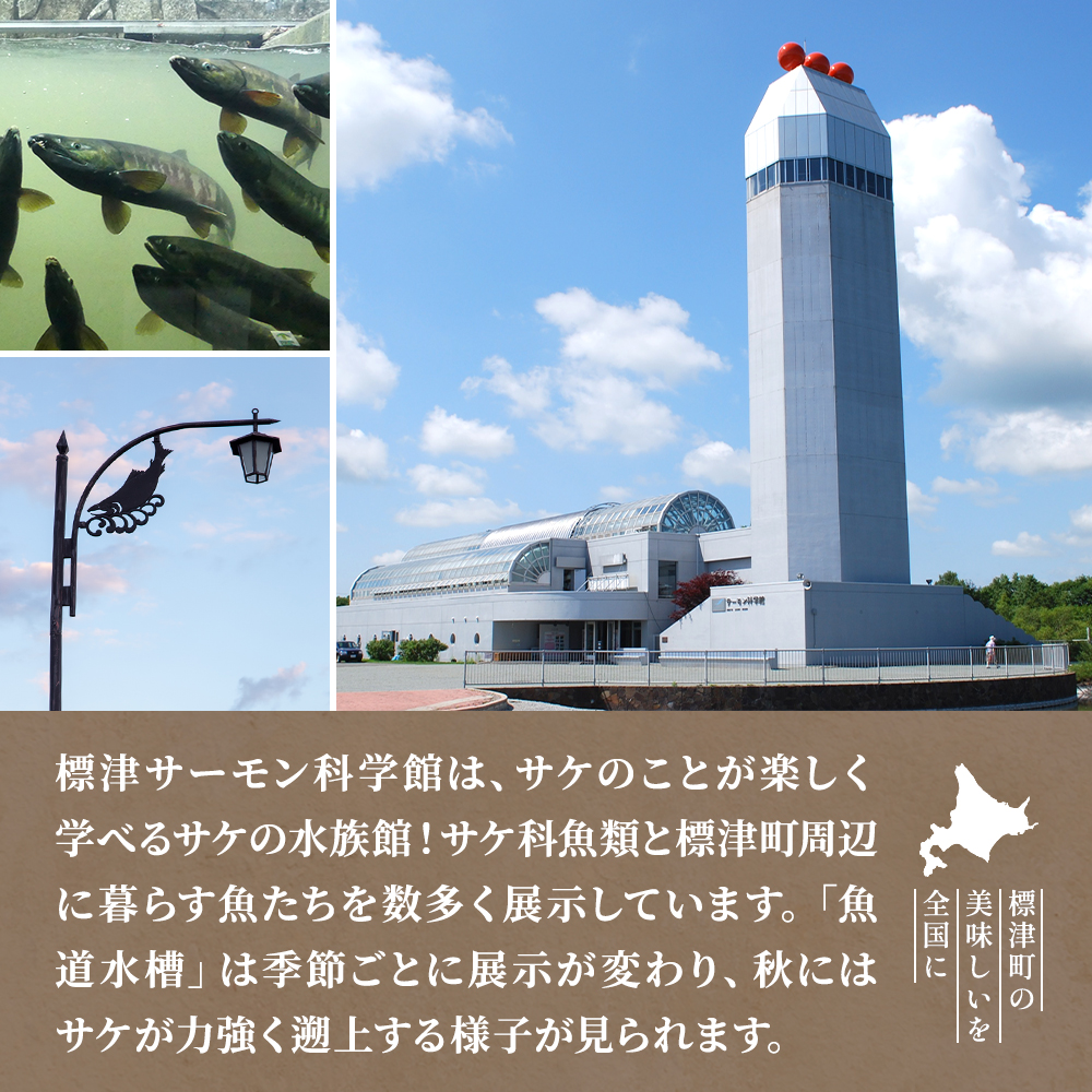 コースター 8種セット 標津サーモン科学館 鮭 ポーチ 子供 子ども 観光 旅行 釣り ルアー アクティビティ グッズ サケ さけ サーモン さーもん チョウザメ 魚 家族 北海道 標津町
