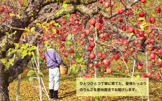 先行予約 シナノスイート 5kg 14玉~20玉 《2026年10月中旬~発送》 りんご アップル リンゴ 藤原農園のりんご  果物 季節 旬 贈答 プレゼント おすそ分け treis003