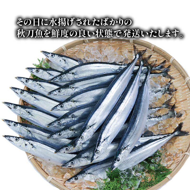 【期間限定】 訳あり 鮮さんま 約2.2kg 冷蔵 サンマ 秋刀魚 さんま 旬 海鮮 魚貝類 魚介類 産地直送 期間限定 季節限定 予約 旬の鮮魚 旬 秋の味覚 新鮮さんま 鮮魚 魚 焼き魚 三陸さんま