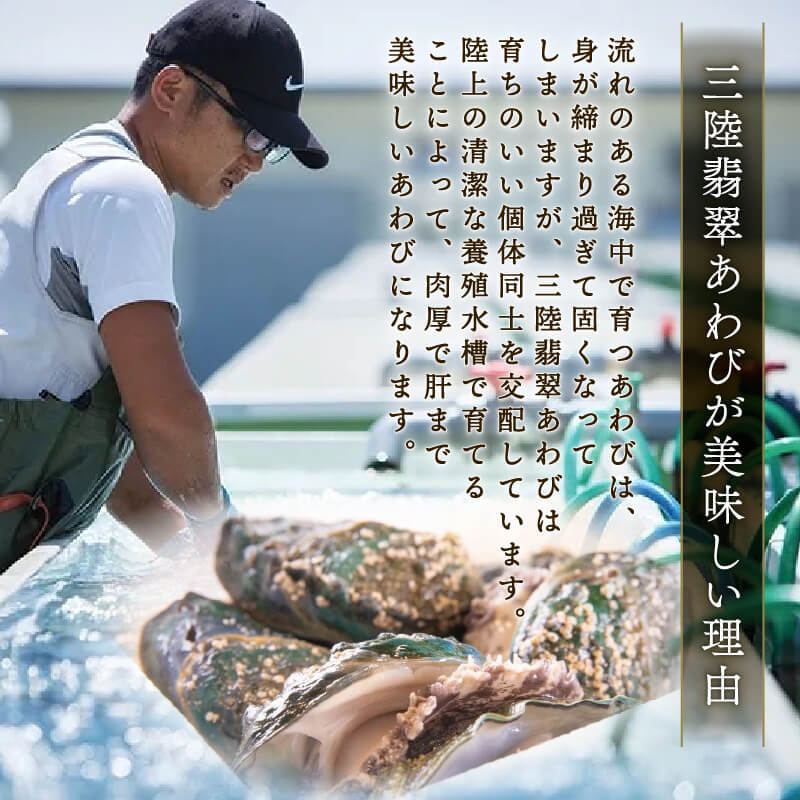 訳あり 箱入りあわび 4個セット メキシカンチリスープ風 缶詰 鮑 アワビ 翡翠鮑 箱入り 国産 海鮮 養殖 缶詰 保存 保存食 防災 非常 非常食 常温 常温保存 長期保存 簡単 お手軽 惣菜