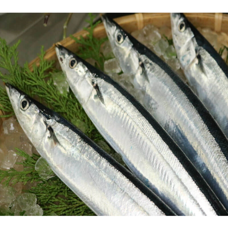 訳あり 生さんま 約2kg 冷蔵 サンマ 秋刀魚 さんま 旬 海鮮 魚貝類 魚介類 産地直送 期間限定 季節限定 予約 旬の鮮魚 旬 秋の味覚 新鮮さんま 鮮魚 魚 応援 三陸 大船渡市