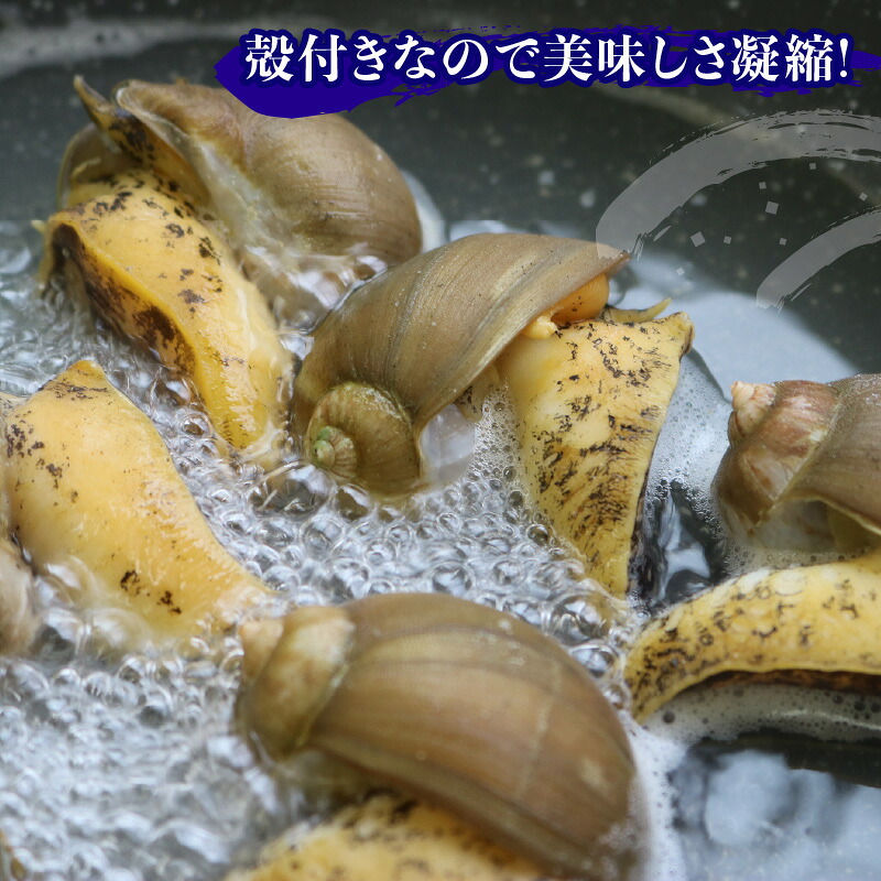 三陸産 ボイルつぶ貝 選べる 容量 1kg / 2kg (1kg×2) 冷凍 貝類 殻付き 粒貝 瞬間冷凍 お刺身 刺身 刺し身 煮物 焼き物 鍋 おつまみ おかず 貝 海産物 海鮮 魚介類 岩手県 三陸産 国産 大船渡