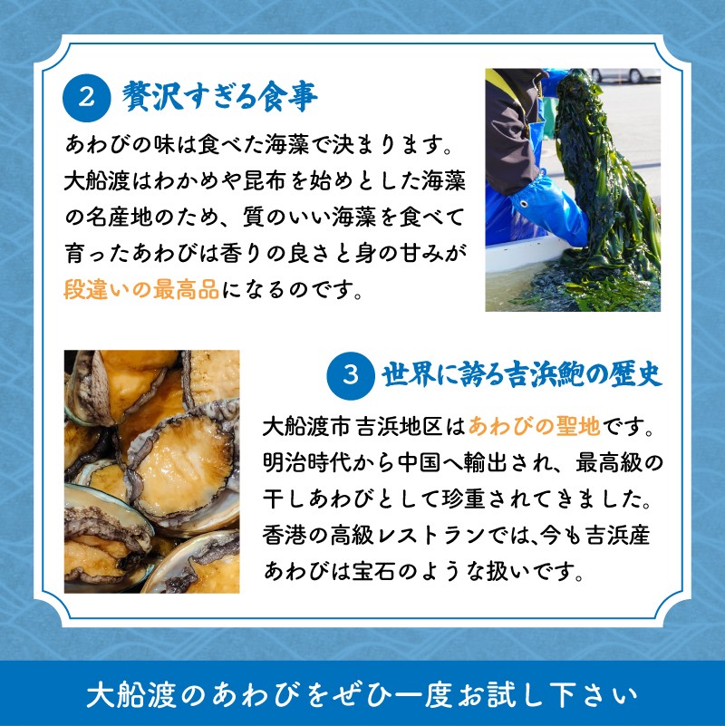 訳あり エゾアワビ 約1kg 冷凍 鮑 蝦夷あわび あわび アワビ 鮑 Abalone ステーキ  バターソテー 正月 お正月 おせち  刺し身 刺身 バーベキュー BBQ ごはん 夕飯 おかず おつ