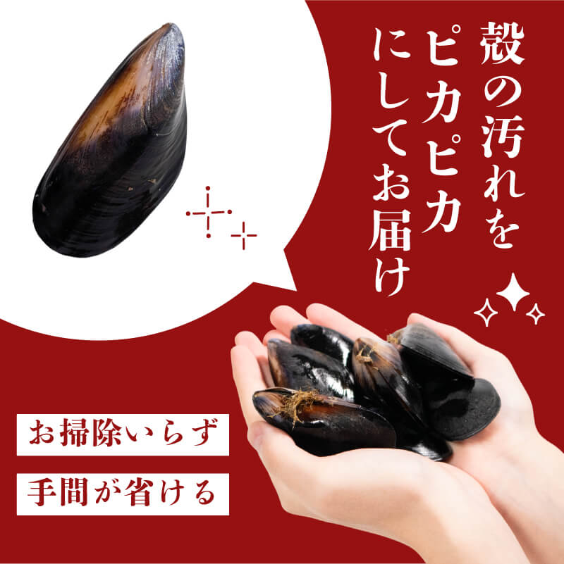 国産 活ムール貝 1kg / 3kg  冷蔵 ムール貝 ムラサキ貝 しゅうり貝 殻付き 新鮮 産地直送 お取り寄せ グルメ 三陸 岩手県 大船渡市 5000円 5千円 五千円 5000円以下 5000円以内