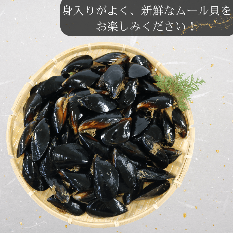 国産 活ムール貝 選べる 1.3kg～3kg 冷蔵 ムール貝 むーるかい むーるがい ムラサキイガイ しゅうり貝 殻付き 新鮮 産地直送 旬 今が旬 海産物 三陸 岩手県 大船渡市