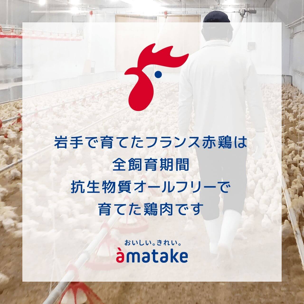 〈単品 or 定期便が選べる〉 グリルドナゲット 6個入 ( 100g ) × 8p　チキン おかず お弁当 鶏肉 赤鶏 冷凍 岩手県 大船渡市
