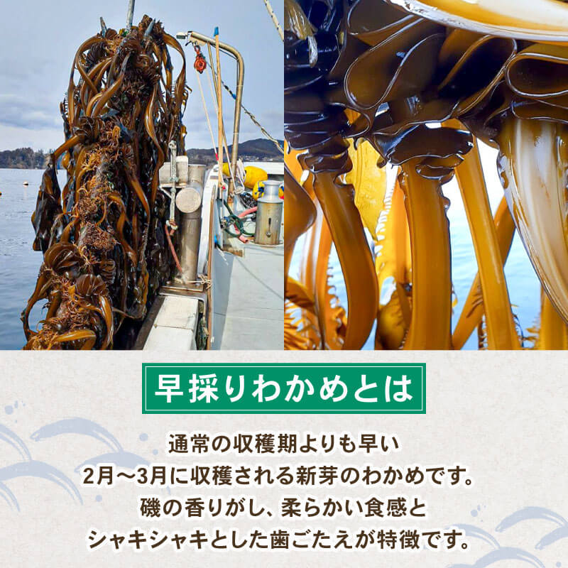 早採り 塩蔵わかめ 若布っこ 500g×2袋 海鮮 海藻 わかめ ワカメ 贈答品 贈答用 魚貝類 魚介類 みそ汁 スープ 酢の物 小分け 番組 大船渡 大船渡市 三陸
