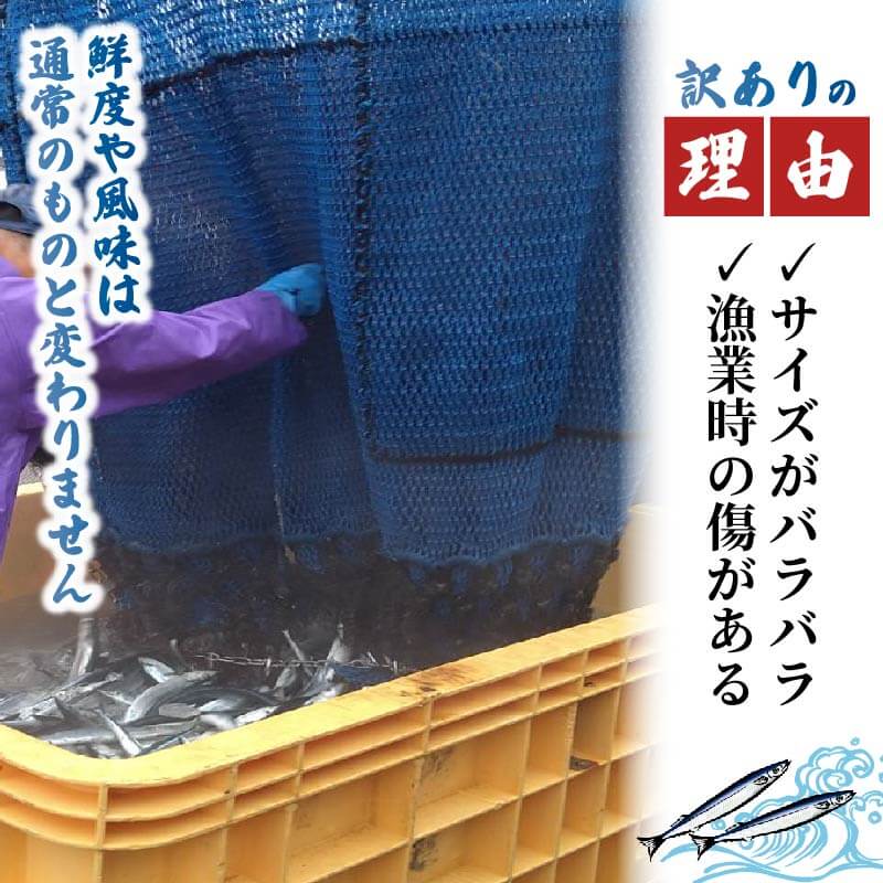 訳あり さんま 約2kg サンマ 冷蔵 秋刀魚 鮮さんま 限定 期間限定 旬 簡単調理 焼き魚 煮魚 フライ おかず おつまみ 晩酌 米 丼 海産物 海鮮 魚介 魚介類 三陸 岩手県 大船渡市