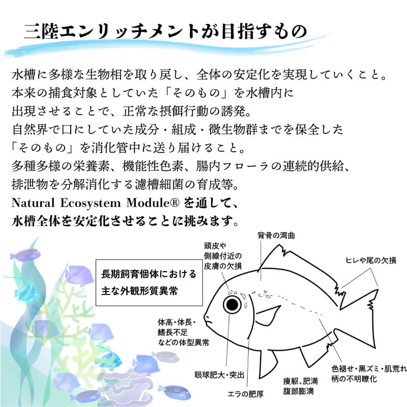 精密凍結活餌料 イサダ(ツノナシオキアミ)150g (50g×3) 難飼育魚向け餌料 観賞魚 熱帯魚