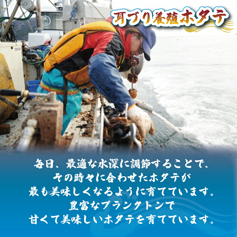 三陸産 訳あり 殻付き 活ホタテ 10枚 ほたて 帆立 hotate 三陸ほたて 三陸ホタテ 活ほたて 殻付きほたて 新鮮 国産ほたて 訳ありほたて 海鮮 魚貝類 魚介類 国産 三陸 岩手 お取り寄せ