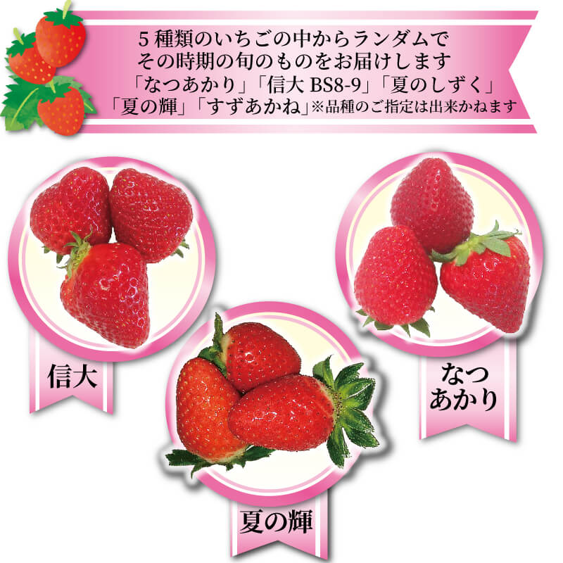 【1～5月お届け】 いちご 2種 400g (200g×2) 品種・サイズおまかせ 苺 イチゴ いちご ichigo strawberry なつあかり 信大BS8-9 夏のしずく 夏の輝 すずあかね