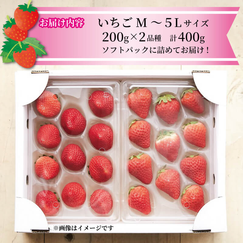 【1～5月お届け】 いちご 2種 400g (200g×2) 品種・サイズおまかせ 苺 イチゴ いちご ichigo strawberry なつあかり 信大BS8-9 夏のしずく 夏の輝 すずあかね