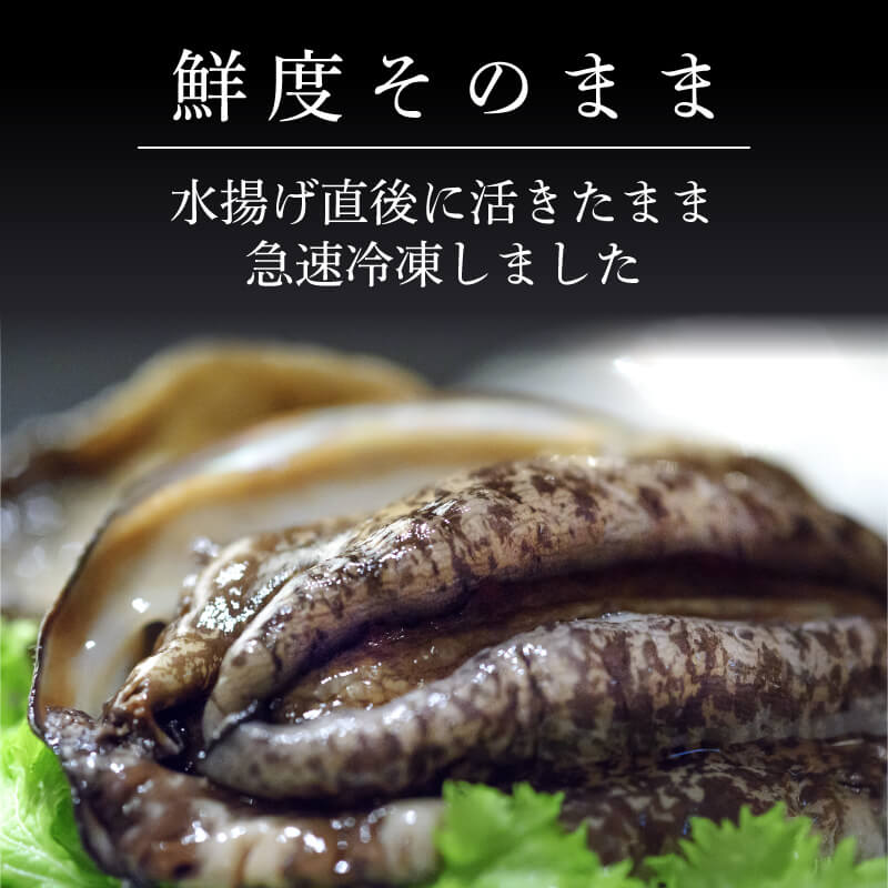 蝦夷あわび 約1kg 冷凍 鮑 あわび アワビ 鮑 Abalone ステーキ  バターソテー 正月 お正月 おせち 刺し身 刺身 バーベキュー BBQ ごはん 夕飯 おかず おつまみ 晩酌 米 丼 海