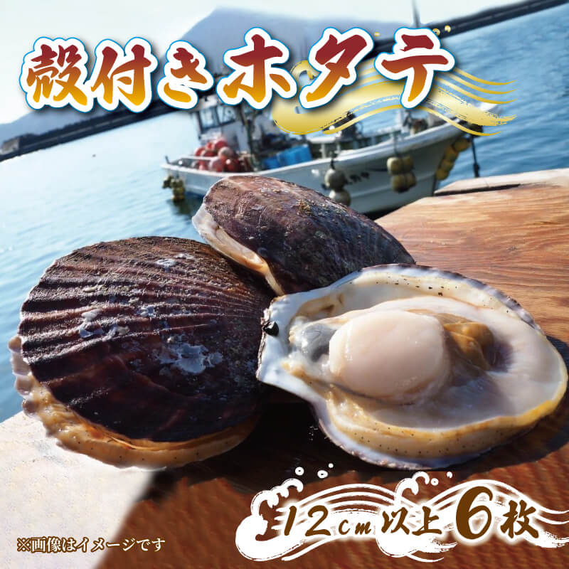 三陸産 特Lサイズ 活ほたて 6枚 ほたて ホタテ 帆立 hotate 殻付きほたて 活ほたて 刺身 おさしみ 新鮮 お取り寄せ グルメ 三陸ほたて 国産ほたて 新鮮ほたて 大船渡 三陸 岩手県 国産