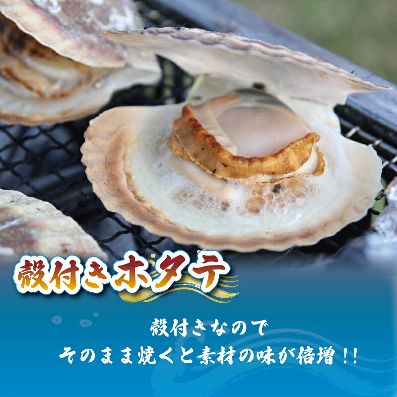 三陸産 特Lサイズ 活ほたて 6枚 ほたて ホタテ 帆立 hotate 殻付きほたて 活ほたて 刺身 おさしみ 新鮮 お取り寄せ グルメ 三陸ほたて 国産ほたて 新鮮ほたて 大船渡 三陸 岩手県 国産