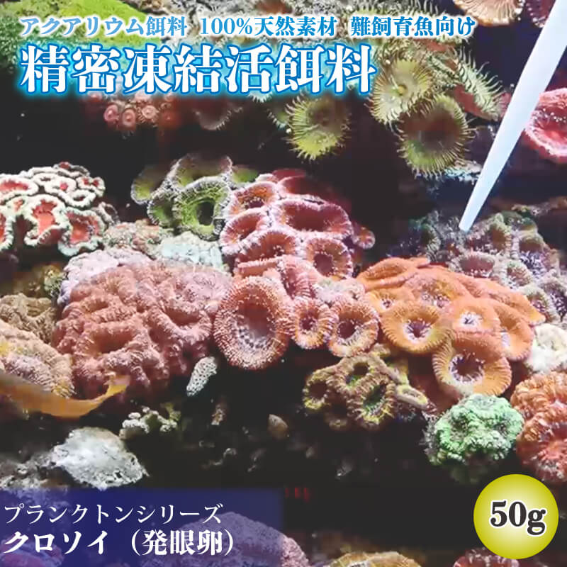 精密凍結活餌料 クロソイ 発眼卵 50g