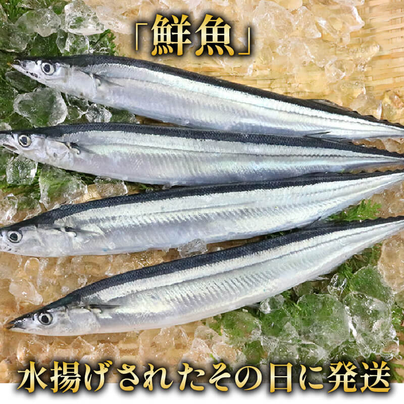 【期間限定】 鮮さんま 約1.8kg 冷蔵 サンマ 秋刀魚 旬 海鮮 魚貝類 魚介類 産地直送 新鮮さんま 魚 焼き魚 三陸さんま 岩手 さんま 大船渡市