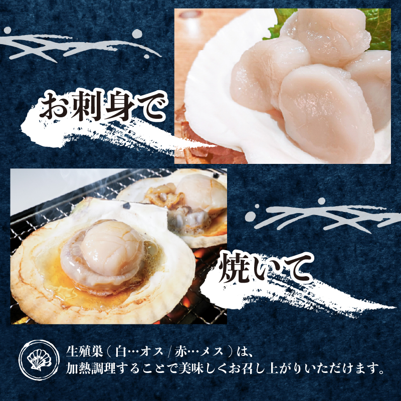 選べる 訳あり活ホタテMサイズ 8枚/18枚/25枚 (10cm~11cm) 軍手 ヘラ付き ほたて 刺身 おさしみ 刺し身 鍋 お鍋 バーベキュー BBQ 炙り 炙り焼き バター焼き 出汁 夕飯 おかず