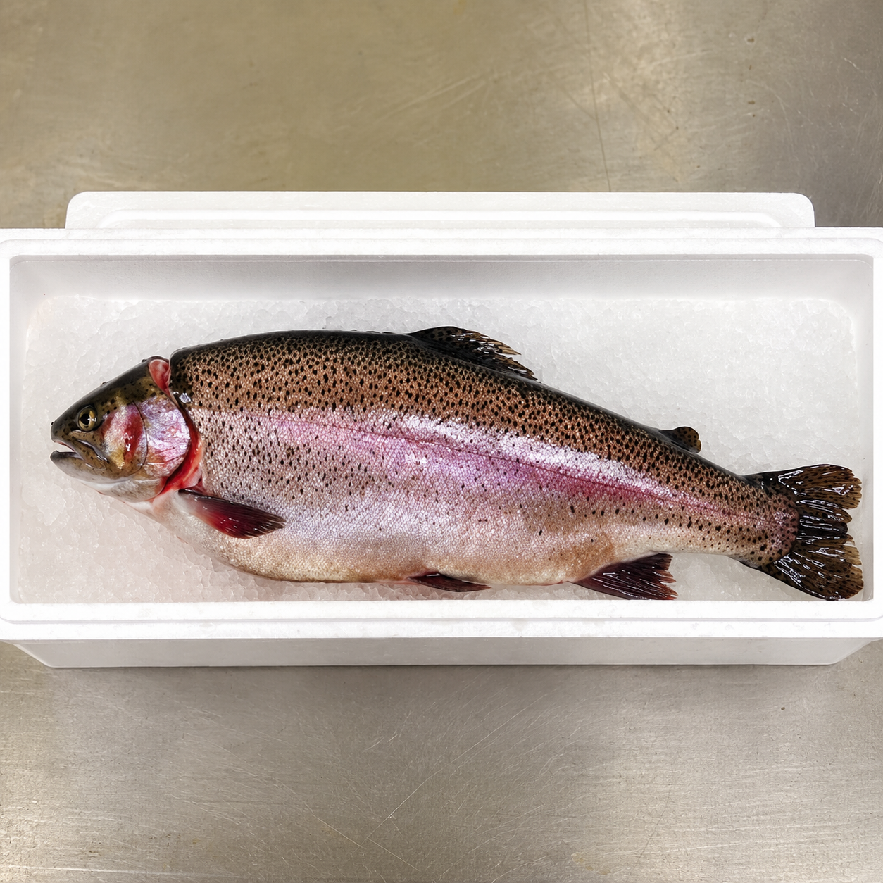 岩姫サーモン まるごと1本 ( 内臓処理済 ) 約2kg 生食可 鮭 サケ さけ シャケ サーモン 魚 海鮮 生食 刺身 海鮮丼 寿司 カルパッチョ 養殖 冷蔵 RT2378