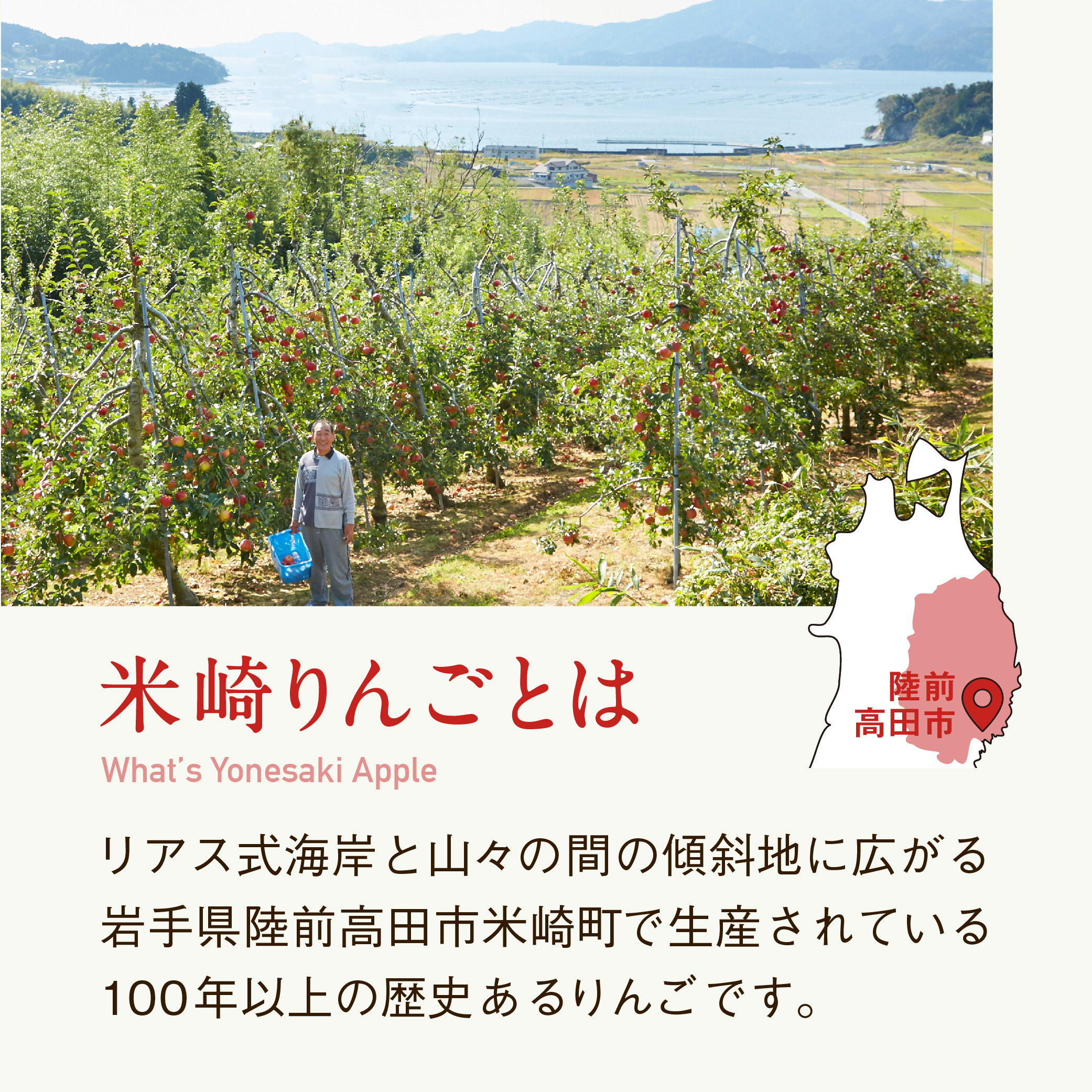 【2026年11月下旬~発送】りんご サンふじ 約3kg ご家庭用 高評価 【 米崎りんご 甘い 人気 フルーツ 果物 リンゴ 林檎 アップル 訳あり 】 RT671