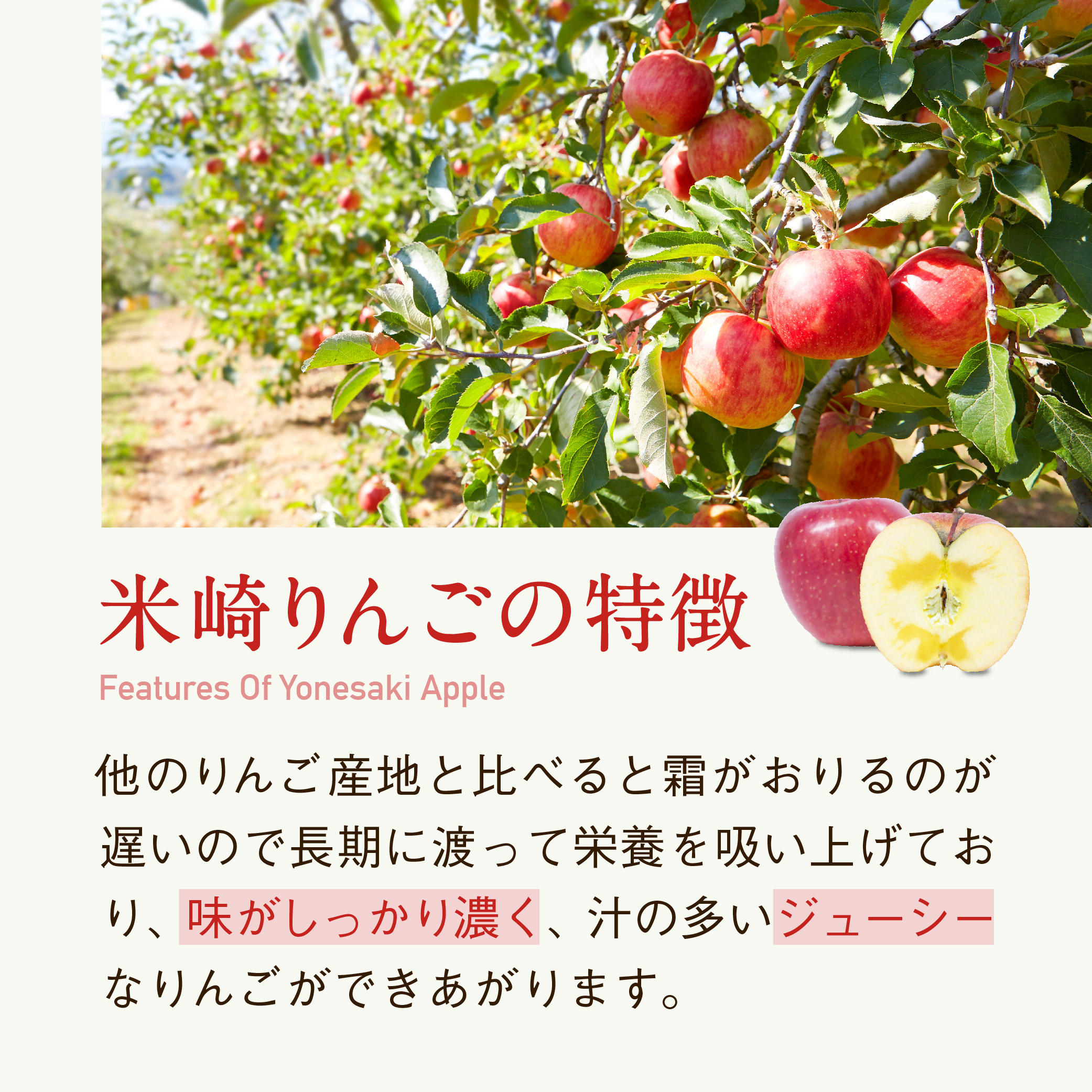【2026年11月下旬~発送】りんご サンふじ 約3kg ご家庭用 高評価 【 米崎りんご 甘い 人気 フルーツ 果物 リンゴ 林檎 アップル 訳あり 】 RT671