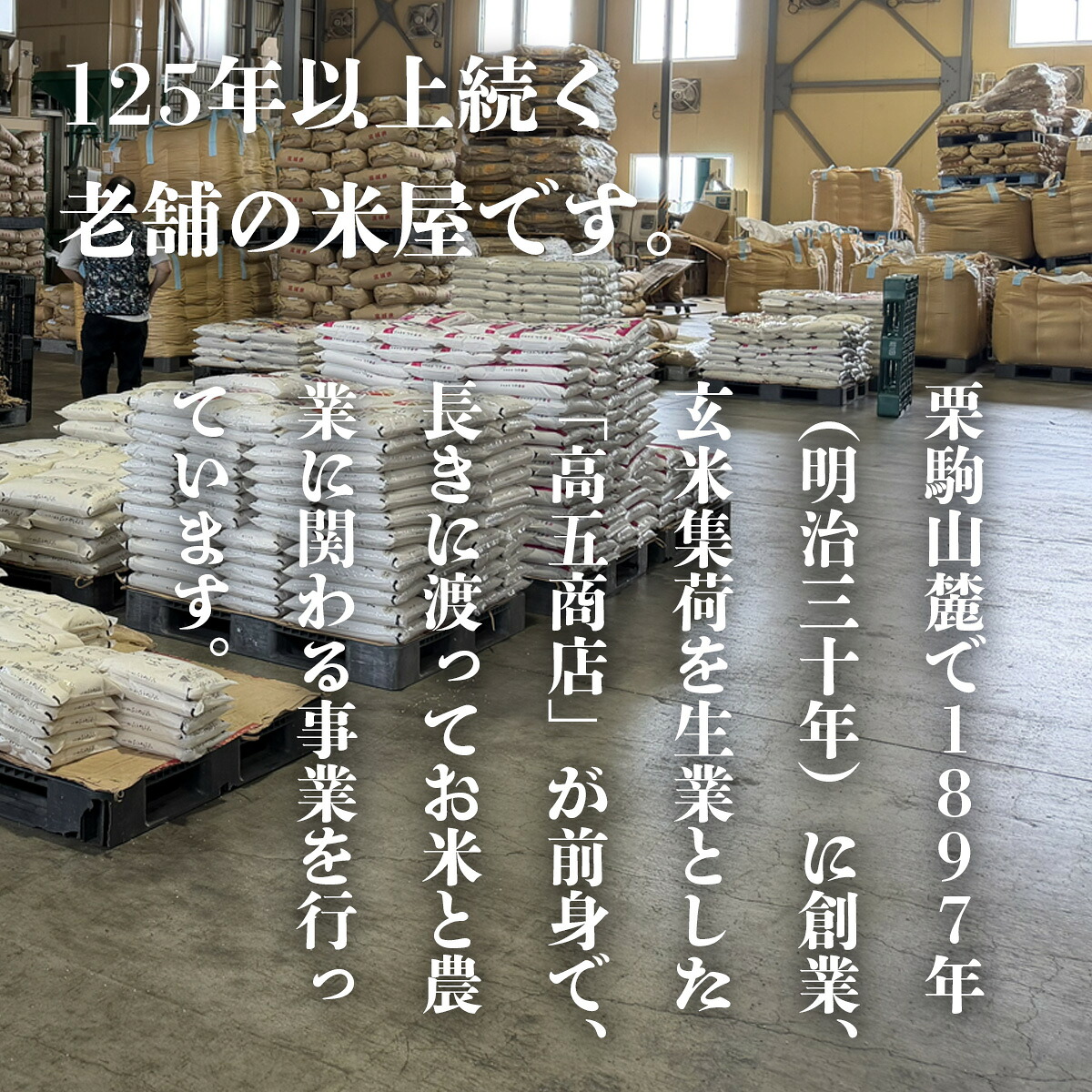 新米 ＼先行予約／ 令和8年産 ひとめぼれ 5kg 精米 米 白米 ごはん 宮城県 大崎市