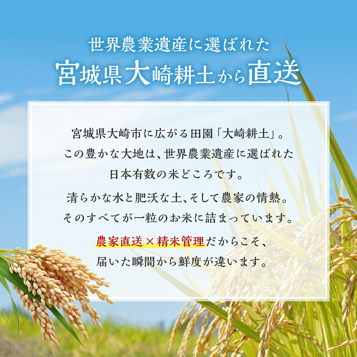 宮城県大崎市 世界農業遺産の米どころ直送 ひとめぼれ・ササニシキセット 合計10kg 精米