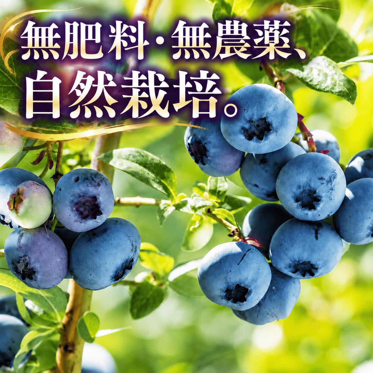ブルーベリー 《11月より発送》 冷凍 無農薬 無肥料 無化学肥料 オーガニック 鳴子・中山平温泉産 選べる容量 1kg 2kg ｜ ku001