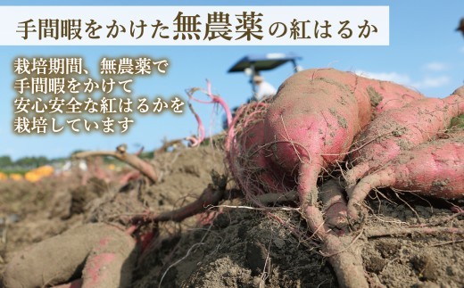 福島県産 熟成 紅はるか さつまいも 5kg 生 | サツマイモ べにはるか ポテト ぽてと おやつ 芋 定番 焼き芋 アウトドア お得用 スイーツ 自然食品 食物繊維 国産 新地町