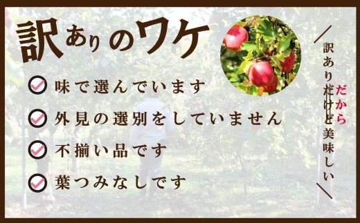 新地町産 りんご 詰め合わせ 訳あり 約3kg 1箱 | 果物 くだもの リンゴ フルーツ 旬 産地直送 農家直送 食品 人気 おすすめ 送料無料 お取り寄せ 福島県 新地町 訳アリ わけあり 葉