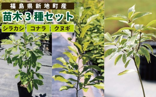 苗木3種セット(シラカシ・コナラ・クヌギ) | 木 苗 人気 おすすめ 送料無料 里山 白樫 しらかし こなら くぬぎ 樟 お取り寄せ 福島県 新地町 庭木 庭 カブトムシ クワガタ 森林 庭木 訳あ